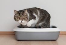 Cats and Hematuria: Deciphering the Mystery of Blood in Cat Urine blood in cat urine