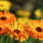 Marvels of Calendula: Discover Its Remarkable Benefits calendula benefits