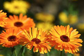 calendula benefits