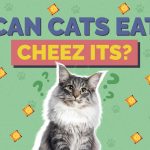 Can Cats Eat Cheese? Exploring Feline Dietary Habits can cats eat cheese