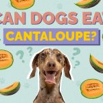 Can Dogs Eat Cantaloupe? A Guide to Safe Canine Snacking can dogs eat cantaloupe