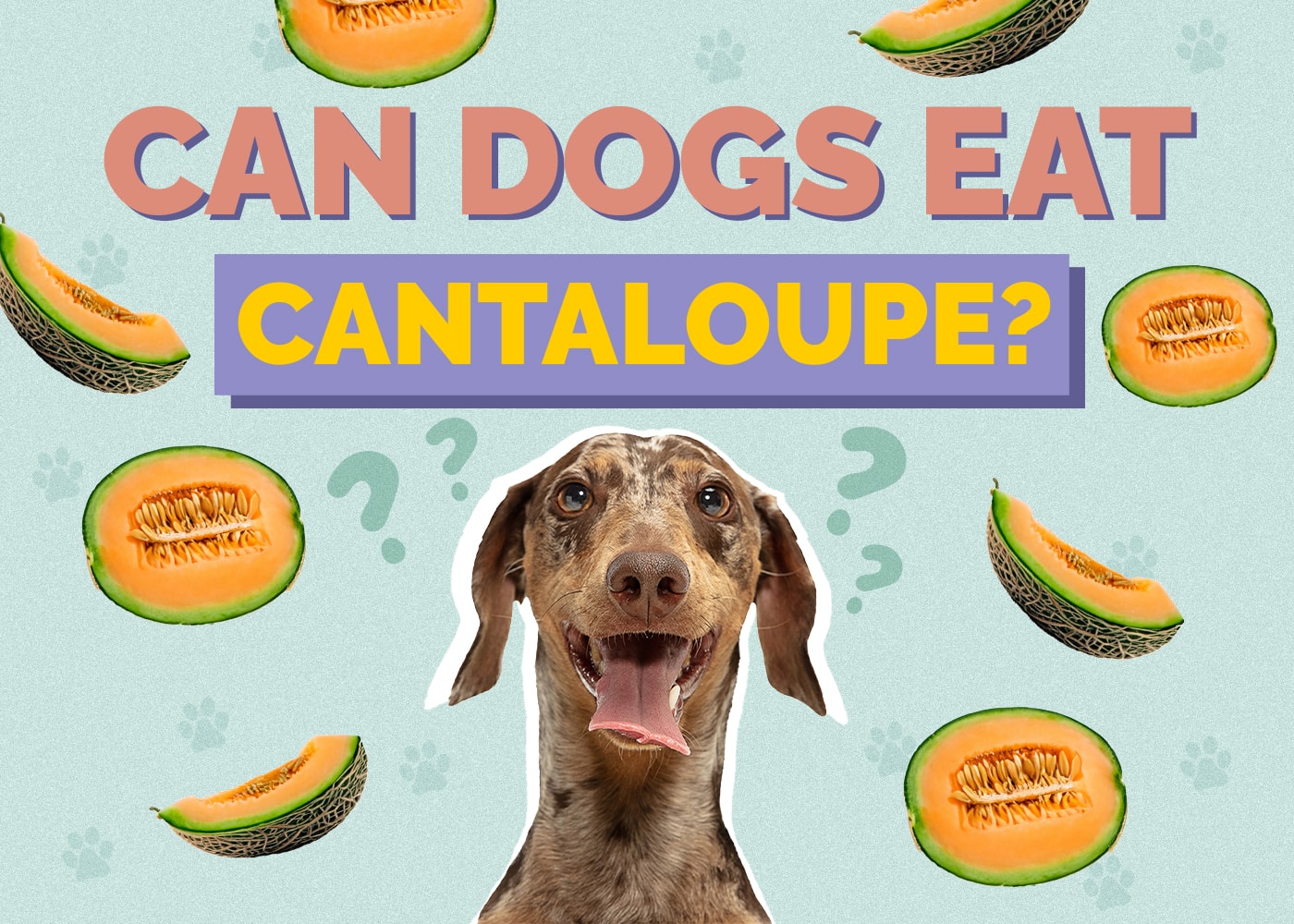 can dogs eat cantaloupe