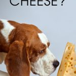 Can Dogs Eat Cheese? A Closer Look at This Dairy Delight can dogs eat cheese