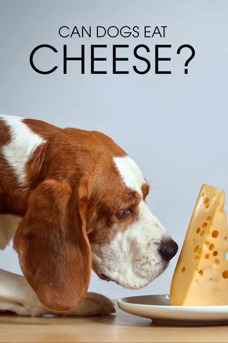 can dogs eat cheese