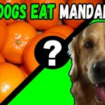 Can Dogs Eat Mandarins? Unveiling the Truth about Citrus Treats can dogs eat mandarins