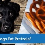 Can Dogs Eat Pretzels? A Deep Dive into Pup-Friendly Snacks can dogs eat pretzels