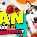 Can Dogs Eat Strawberries? A Berry Important Question for Pet Owners can dogs eat strawberries
