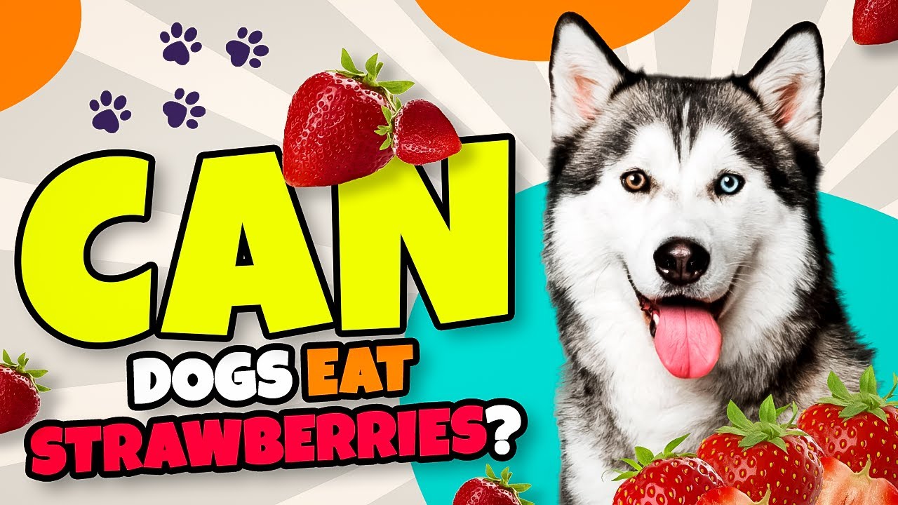 can dogs eat strawberries