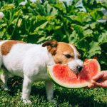 Can Dogs Eat Watermelon A Tasty and Safe Summertime Treat! can dogs eat watermelon