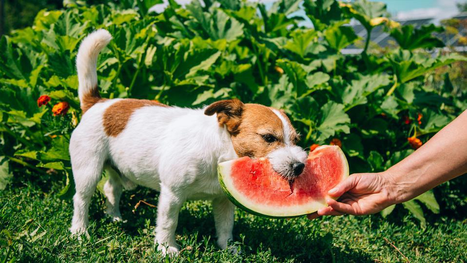 can dogs eat watermelon