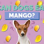 Can Dogs Have Mango? Exploring the Safety and Benefits can dogs have mango
