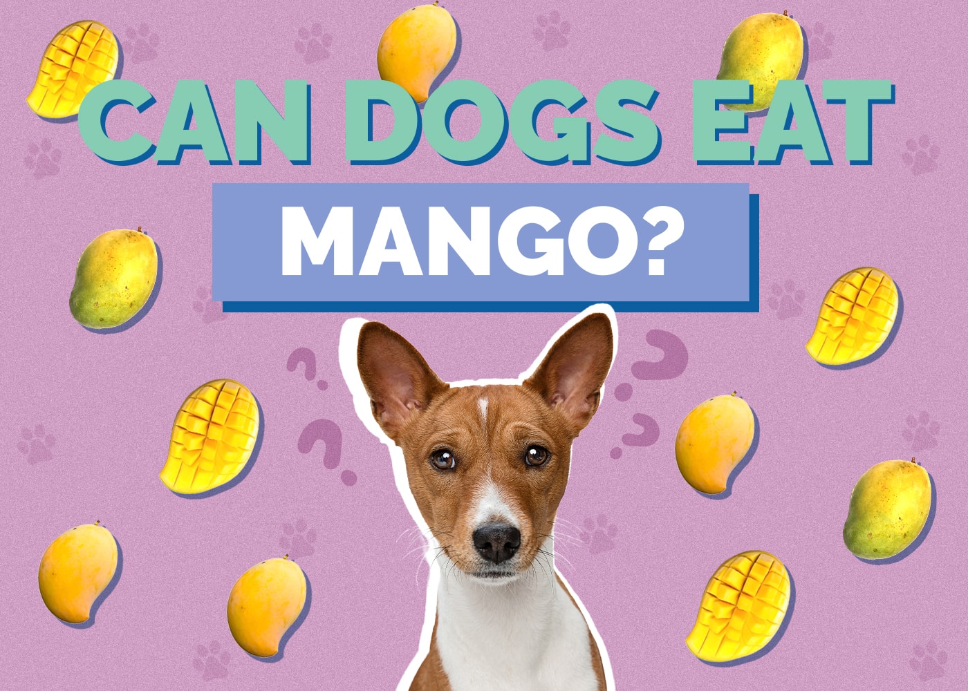 can dogs have mango
