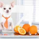 Can Dogs Have Oranges? The Truth About This Citrus Fruit and Canine Health can dogs have oranges
