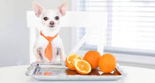 can dogs have oranges