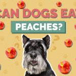 Can Dogs Have Peaches? A Comprehensive Guide to Peachy Pet Treats can dogs have peaches