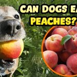 Can Dogs Have Peaches? A Comprehensive Guide to Peachy Pet Treats can dogs have peaches