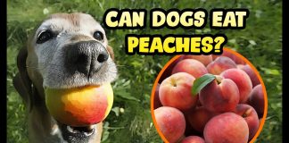 can dogs have peaches
