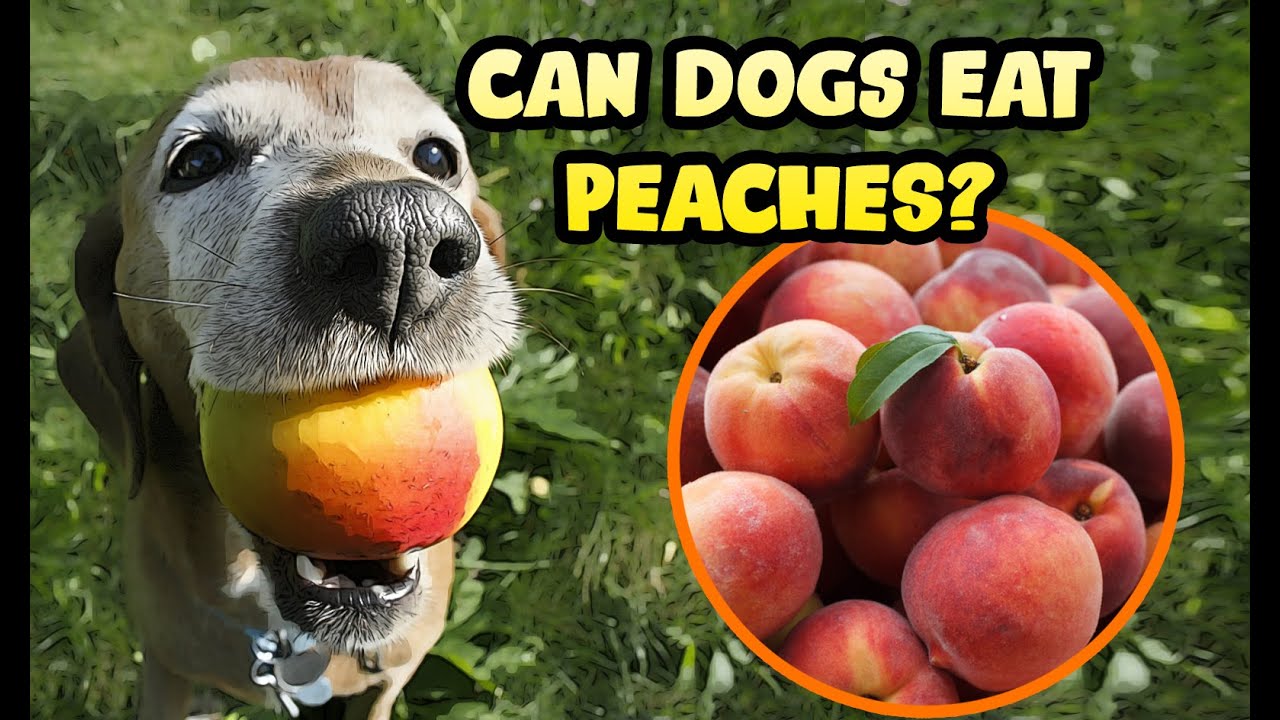 can dogs have peaches 