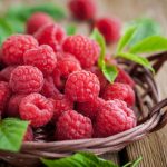 Can Dogs Have Raspberries the Berry Truth can dogs have raspberries