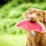 Can Dogs Have Watermelon A Refreshing Treat or Hidden Danger Dog with watermelon