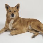 Canaan Dog The Fascinating History and Traits canaan dog