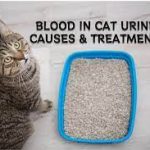 Deciphering the Mystery of Cat Blood in Urine: Causes and Solutions cat blood in urine