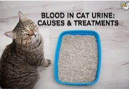 cat blood in urine
