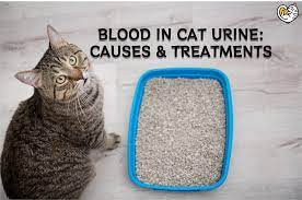 cat blood in urine