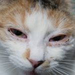 Cat Herpes Causes, Symptoms, and Treatment cat herpes