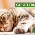 The Guide to Cat UTI Treatment Effective Strategies for a Healthy Feline Friend cat uti treatment