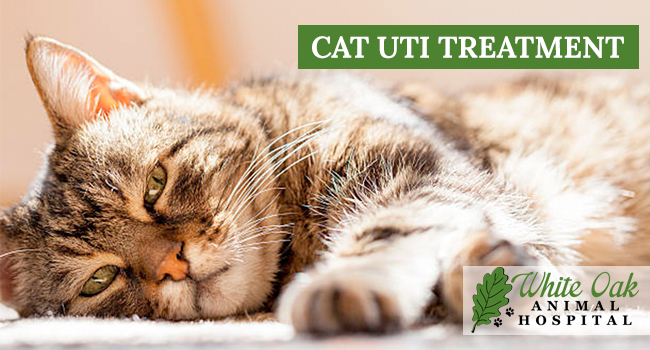 cat uti treatment