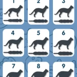 Your Cat’s Health Tracker: Navigating the Cat Weight Chart cat weight chart