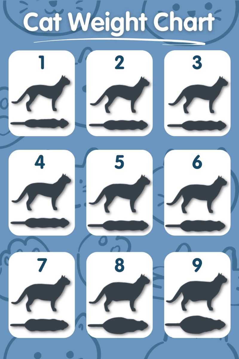 your-cat-s-health-tracker-navigating-the-cat-weight-chart