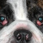 Cherry Eye in Dogs Causes, Symptoms, and Treatment cherry eye in dogs