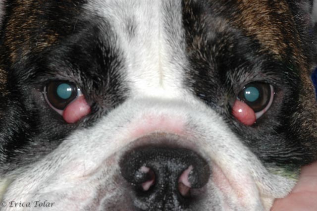 cherry eye in dogs