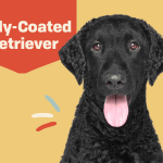 The Curly Coated Retriever: A Breed Apart curly coated retriever