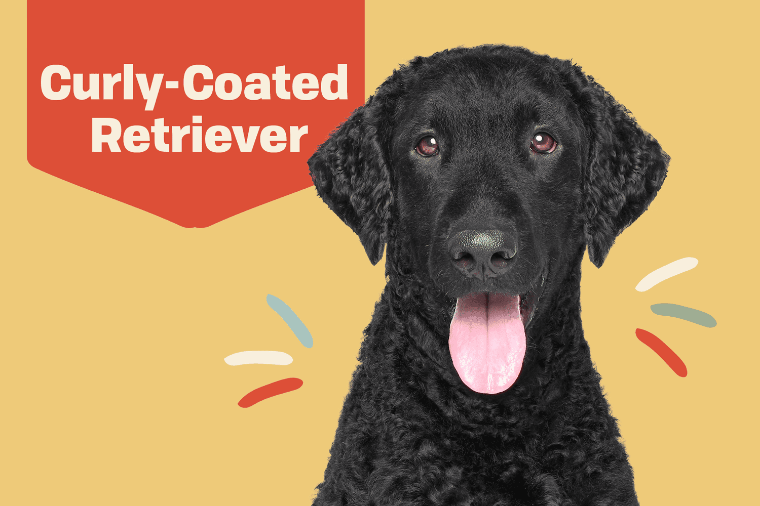 curly coated retriever