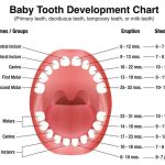 Deciduous Teeth A Parent’s Guide to Your Child’s First Set of Teeth deciduous teeth