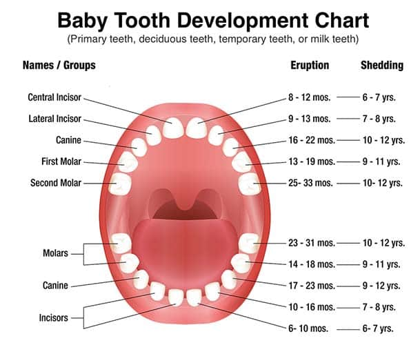 deciduous teeth