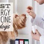 Relief for Canine Allergies: Exploring Dog Allergy Medicine dog allergy medicine