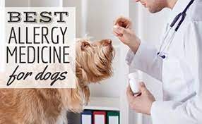 dog allergy medicine