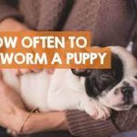 Effective Dog Dewormer: Keeping Your Canine Companion Healthy dog dewormer