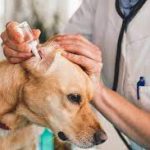 Finding Relief: A Guide to Dog Ear Infection Medicine dog ear infection medicine