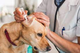 dog ear infection medicine