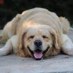 Clearing the Air: Decoding the Mysterious Phenomenon of Dog Farts dog fart