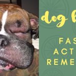 Canine Hives: Causes, Symptoms, and Treatment dogs with hives