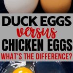 Duck Eggs vs Chicken Eggs Cracking the Debate duck eggs vs chicken eggs