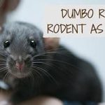 Discovering the Adorable Dumbo Rat: A Unique and Charming Pet dumbo rat