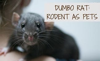 dumbo rat