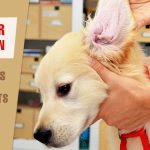 The Ultimate Guide to Ear Infection Medicine for Dogs: A Lifesaver for Your Furry Friend ear infection medicine for dogs